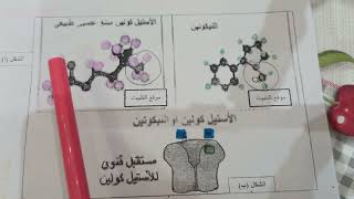 2 ثانوي تأثير مادة النيكوتين على المشابك العصبية  تمرين بزاااف هايل [upl. by Georgena829]