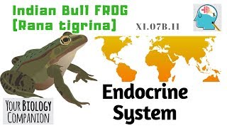 XI07B11 – Frog – Endocrine Glands  NEET  AIIMS [upl. by Einnhoj]