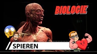 37 Biologie spieren [upl. by Plossl]