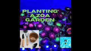 Creating a Zoanthid Garden [upl. by Collie]