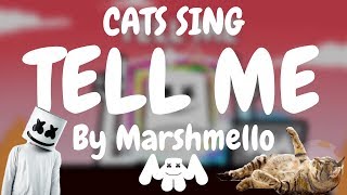 Cats Sing Tell Me by Marshmello  Cats Singing Song [upl. by Nnomae]