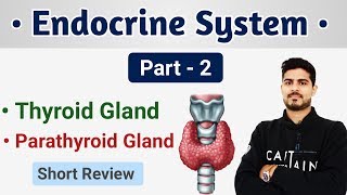 Thyroid Gland  Parathyroid Gland and its Disorders Short Review [upl. by Roche]