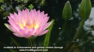 Waterlily Viviparous Peach Blow pink water garden water lily pond plant [upl. by Kaliski]