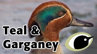 BTO Bird ID  Garganey amp Teal [upl. by Lianna]