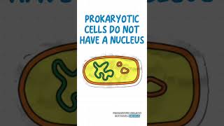 Eukaryotes vs Prokaryotes just in 40 second 🤔 [upl. by Deragon]