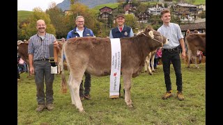 Nidwaldner Kantonalviehschau 2024 Wahl Rindermiss OB [upl. by Gershon]