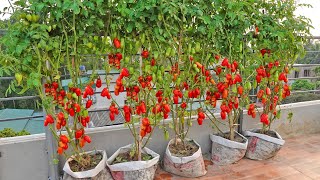 Growing San Marzano Tomatoes is extremely easy for large sweet high yielding fruits [upl. by Ycnan]