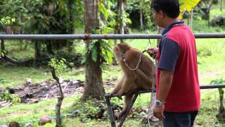 Training a monkey to retrieve a coconut from the tree [upl. by Glynias]