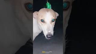 Scary eye 😨 halloween youtubeshorts shorts scary funny dog animals [upl. by Ettenawtna]