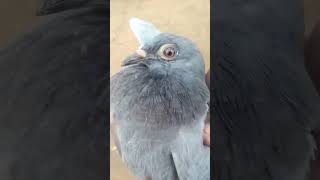 Featherless Bird rescued from the storm share birds [upl. by Nap]