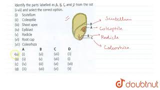 Given figure represents longitudinal section of a monocotyledonous embryo Identify the parts la [upl. by Livingston]