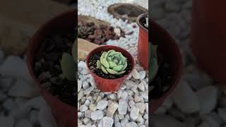 Harvesting 3 Echeveria Lolas during summer [upl. by Slater]