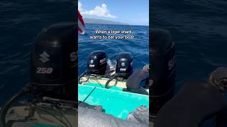 Tiger Shark Trying To Eat My Boat😳 shark sharks tigershark sharkteeth [upl. by Bonnee673]