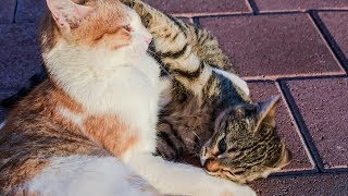 How to Treat Fleas in Young Kittens and Nursing Mothers  Removing Fleas [upl. by Aron]