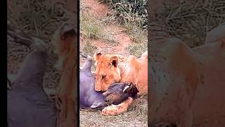 Mother Lion Hunt Warthog  Lion hunting baby warthog [upl. by Peskoff154]