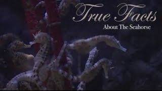 True Facts About The Seahorse [upl. by Atnauqahs]