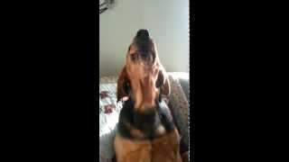 coonhound baying [upl. by Yelad]