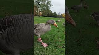 shortsvideoenglandlondonliverpoolWildduckandgoose 🪿🦢🦆 [upl. by Aneehsal423]