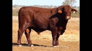 Lot 53  FOREST PARK QUILPIE 2265 PS 22 mths [upl. by Esoj]