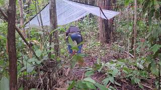 ACAMPAMENTO SELVAGEM COM PERNOITE NA FLORESTA AMAZÔNICA [upl. by Gnahc]