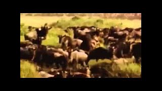 Documental Leones Cazando animales salvajes en Africa  Documentales National Geographic [upl. by Aytida]