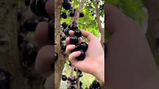 జబుటి కాబా  బ్రెజిలియన్ గ్రేప్ ట్రీ  Jabuticaba  Brazilian Grape Tree  jabutikaba fruits [upl. by Kieger]