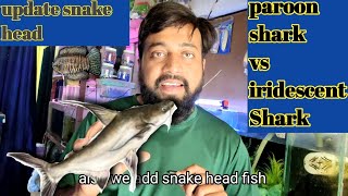 different between paroon shark and tiger shark add snake head fish in Shark fish tank [upl. by Laubin56]