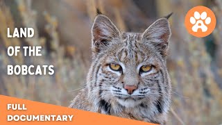 Land of the Bobcats  Full Documentary [upl. by Ticknor]