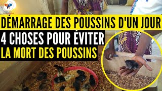 Obtenez 00 zéro TAUX DE MORTALITE des poussins dans votre ferme LES ASTUCES élevage de poulet [upl. by Neville]