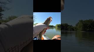 Canal Fishing Largemouth Bass shimano largemouthbass texasbassfishing [upl. by Troc]