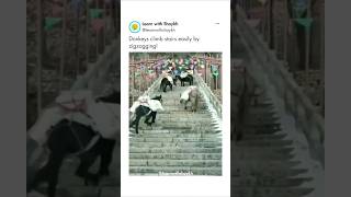 🫏 Donkeys cleverly climb stairs by zigzagging🪜 Learn with Shaykh💡life facts trending shorts [upl. by Denison]