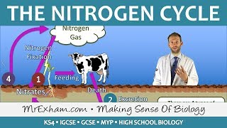 Cycles Within Ecosystems  Nitrogen Cycle  GCSE Biology 91 [upl. by Shrier]