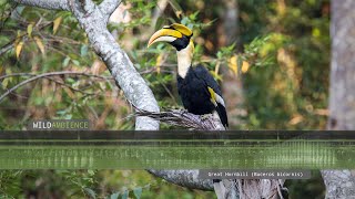 Great Hornbill Calls amp Sounds [upl. by Stoops578]