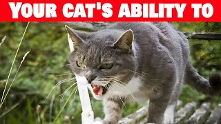 5 reasons why cats sense bad guys [upl. by Etnuhs]