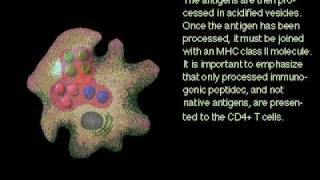 Antigen and Macrophages Rate My Science [upl. by Namwen415]