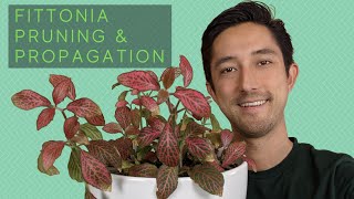 Fittonia Pruning amp Propagation  Water vs Soil For Starting New Nerve Plants [upl. by Yhotmit]