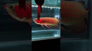 Unique Champion Club Indonesia🇮🇩 Arowana fish 🥰  shorts shortfeed viral [upl. by Ronym]