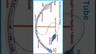 Part of Endotracheal Tube [upl. by Leavitt168]