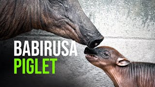 Baby Babirusa Born at Nashville Zoo [upl. by Aleinad]