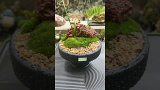 Terrarium Made in 🥣 terrarium decoration [upl. by Attah]