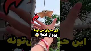 این حیوان می‌تونه پرواز کنه [upl. by Kcirdez]