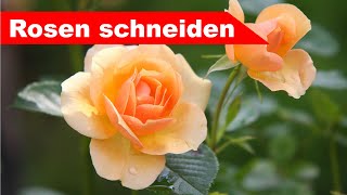 🌷 Rosen schneiden im Frühling 🌻  Schnitt für Rosenstöcke und Bodendecker  Großstadtgärtnern [upl. by Llenoj]