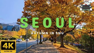 4K Autumn in Seoul National University SNU [upl. by Alesi]