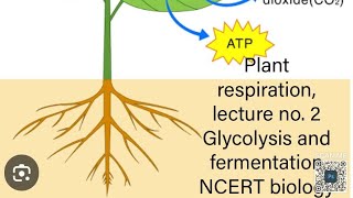 plant respiration NCERT line by line explanation [upl. by Kleper]