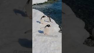 How do penguins stay warm in cold temperatures penguin animalfacts shorts [upl. by Dennis]