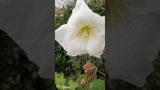 hollyhock nature plant flowers [upl. by Pepita]