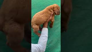 Dogue de Bordeaux Dog breed  French Mastiff [upl. by Anadal]