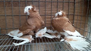 Bokhara Trumpeter Pigeon  Fancy Pigeon Breed  Fancy Pet [upl. by Adian]