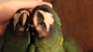 Yellow collared macaw babies [upl. by Byler859]