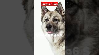 Eurasier Dog Personality and Behavior [upl. by Thackeray]